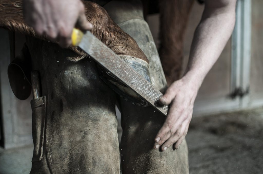 Pferd Sedieren Für Hufschmied