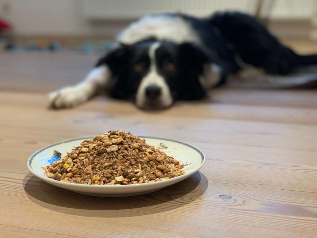 Mash auch dem Hund verfüttern leckerlies pferd hund