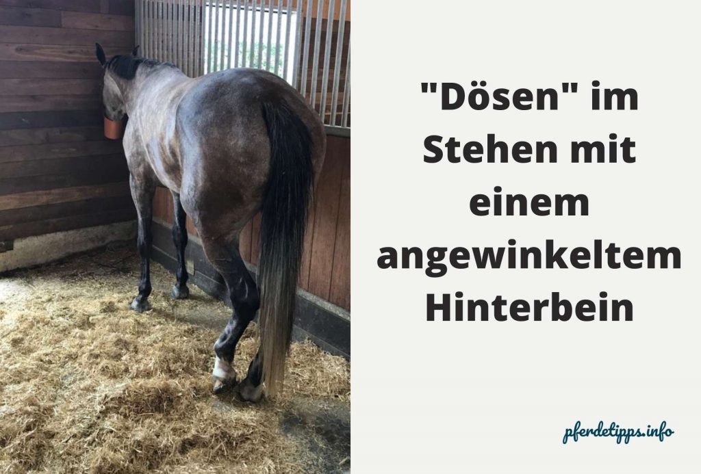 schlafen beim pferd - dösen