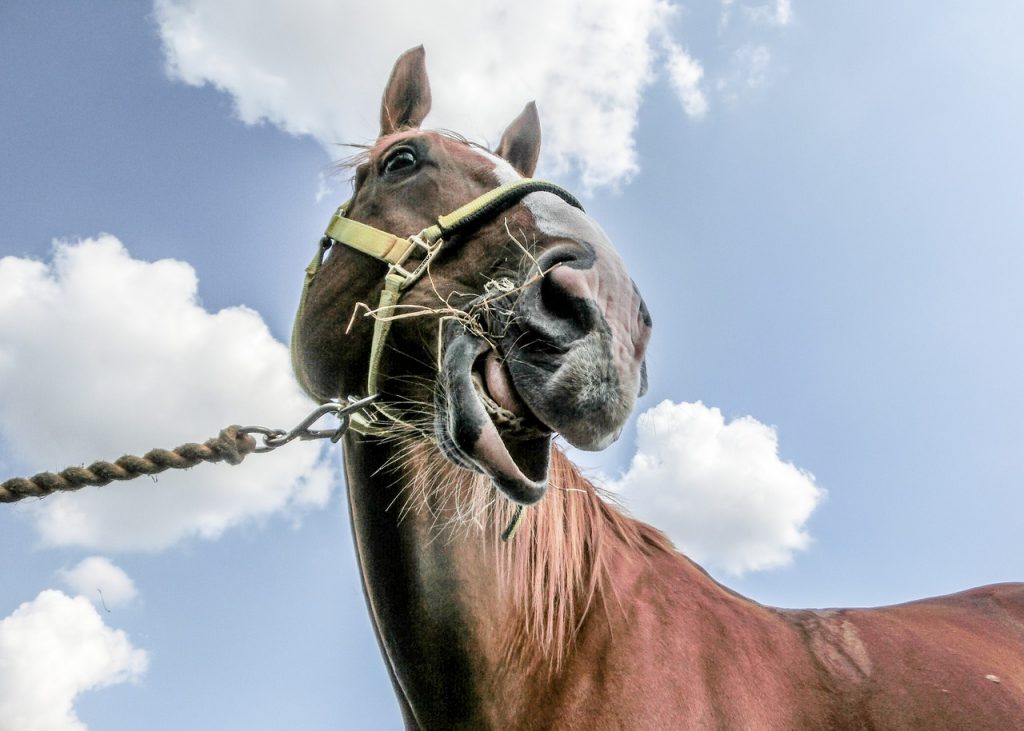 Pferd Frisst Schlecht Nach Zahnbehandlung