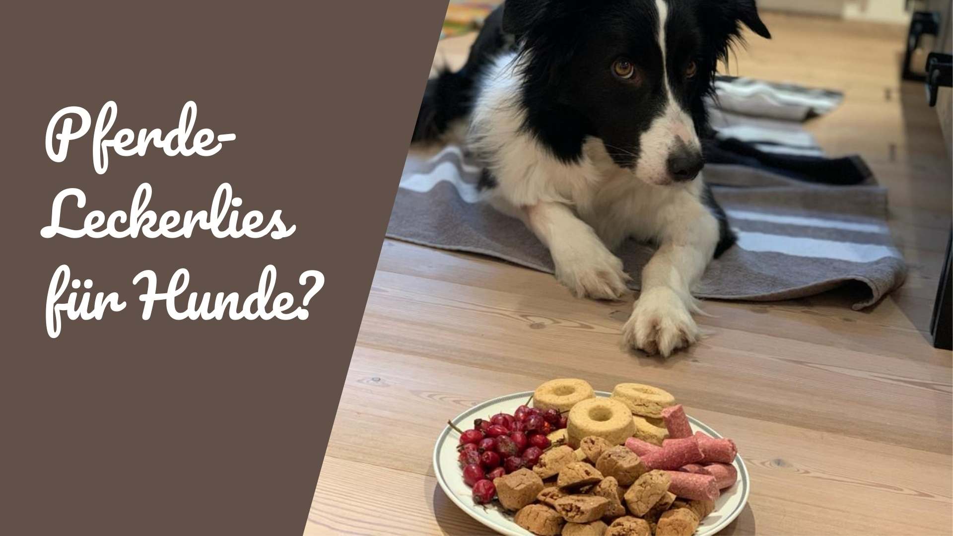 leckerlies-pferd-hund-teil